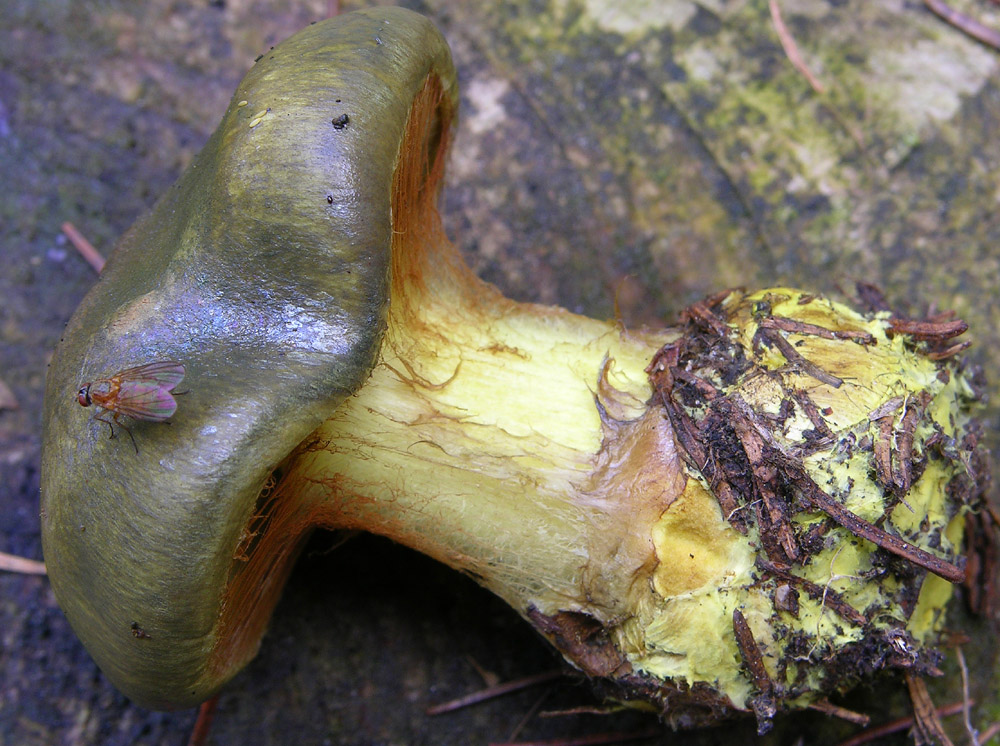 Cortinarius atrovirens Kalchbr